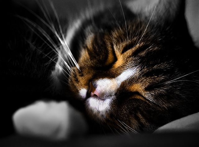 Sweet Dreams