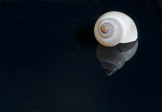 Spiral shell