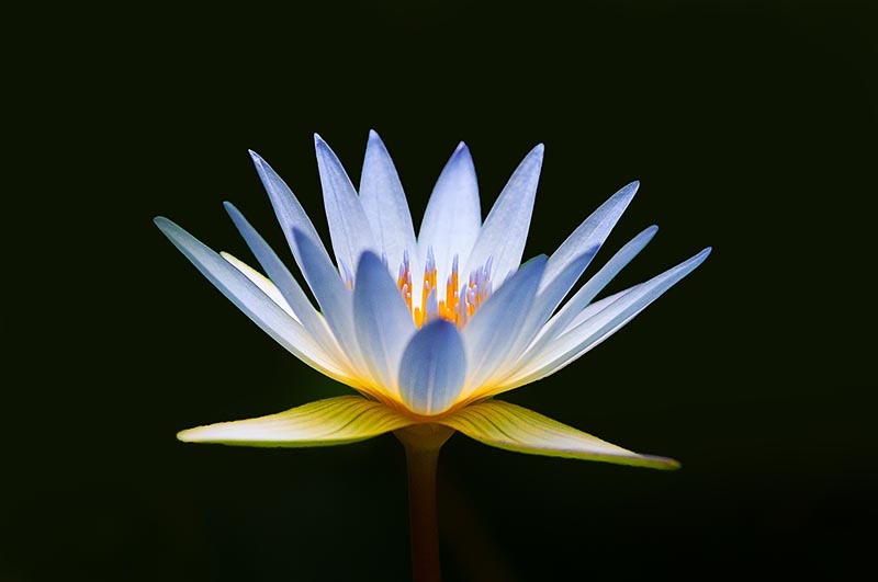 Lily love