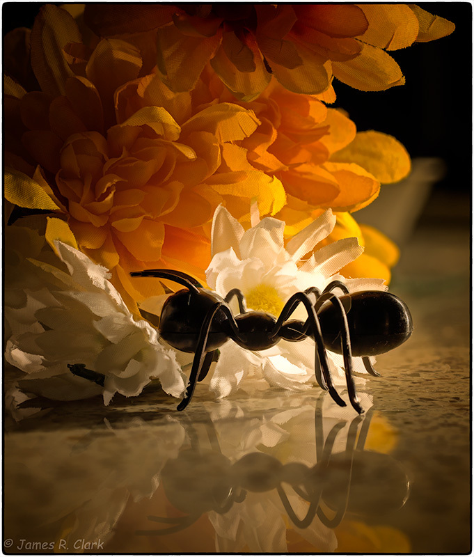 Plastic, Fantastic Ant