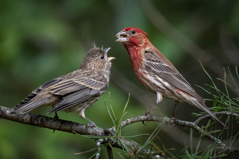 Birds