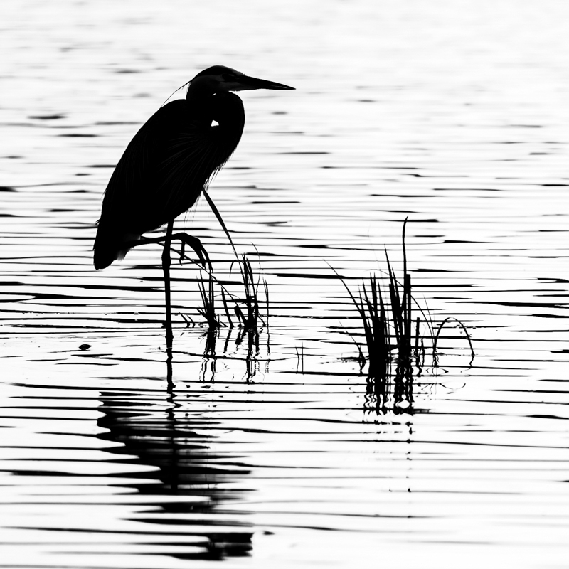High Key Heron