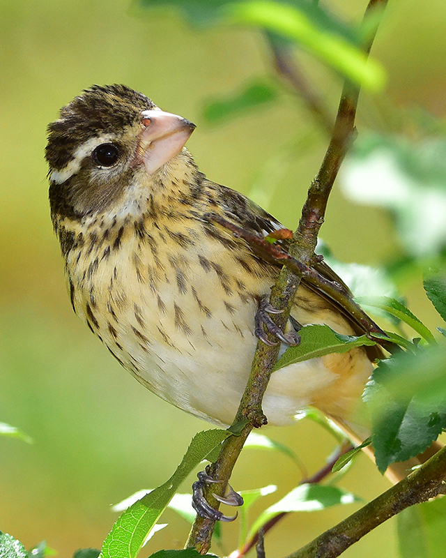 Rose Breasted Grosbeak
