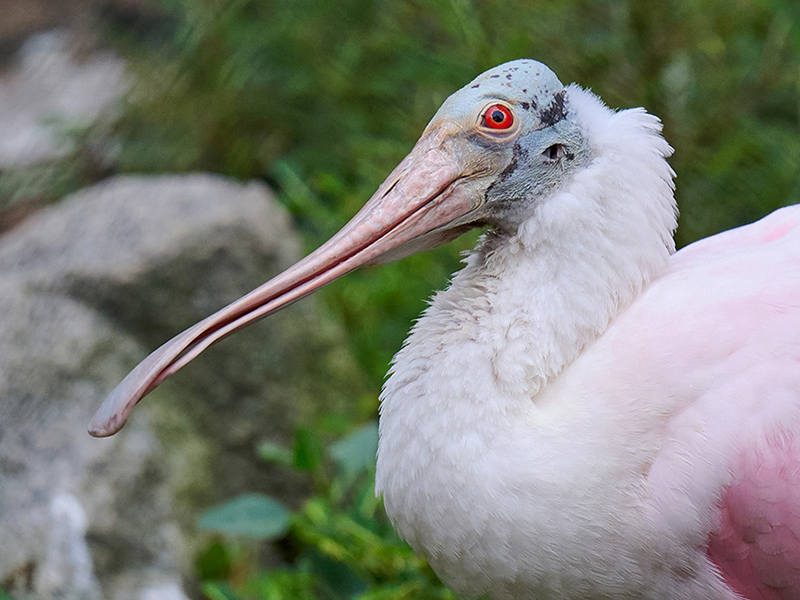 Spoonbill