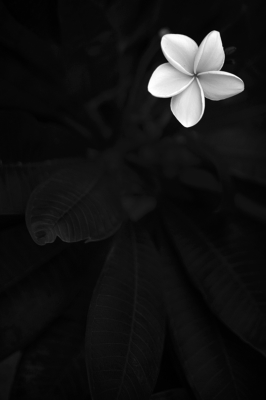 Contrast