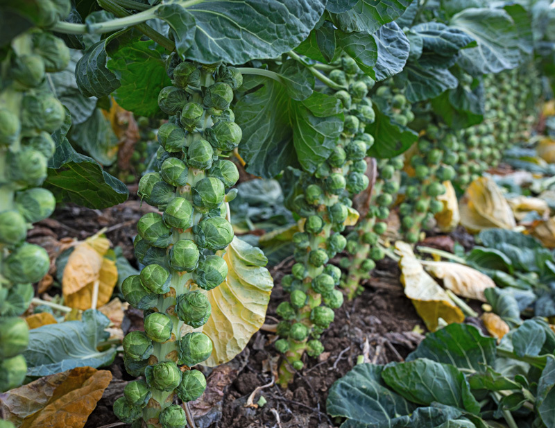 Sprouts, sprouts, and more sprouts.