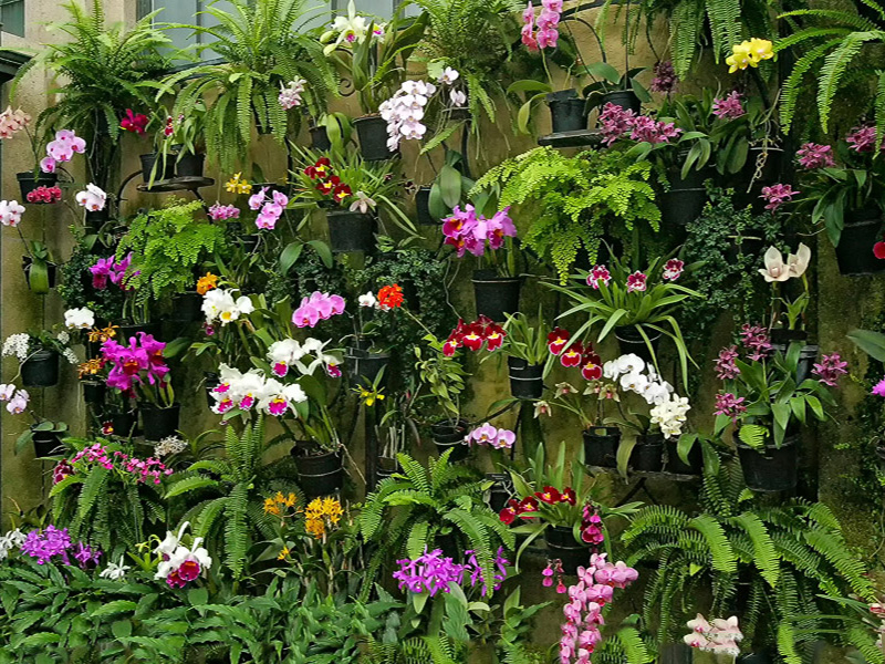 Orchids-Natural Spalsh of Color