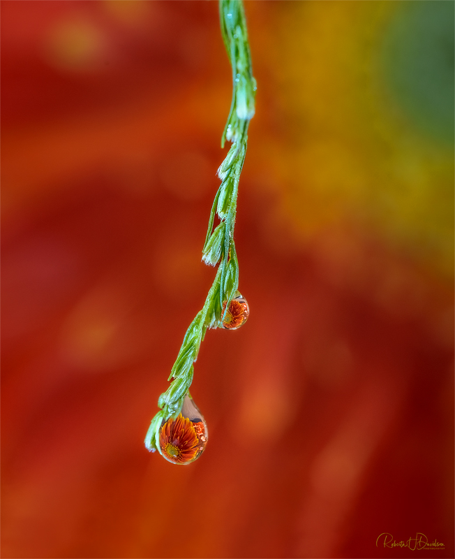 Drop of Beauty