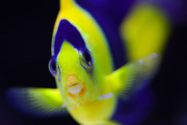 Bicolor Angel