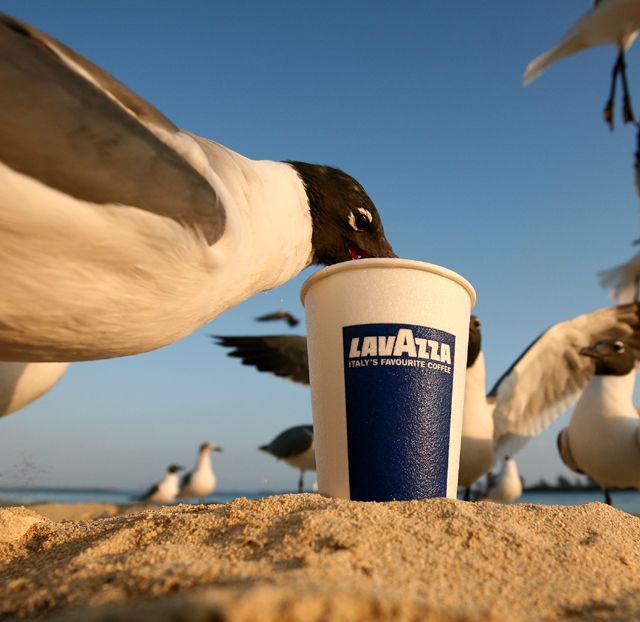 Morning Gull-P