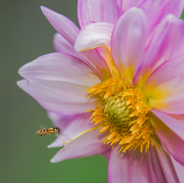 A Bugs Reward