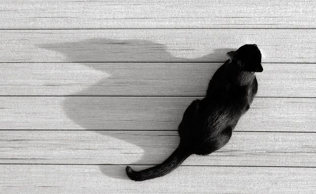Socks the Hunter