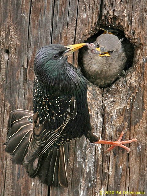 Feeding Time