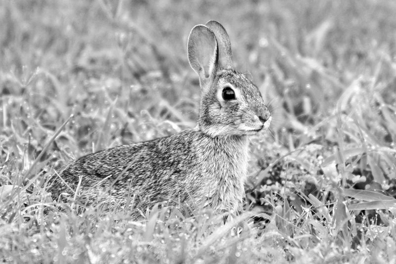 Thumper on alert