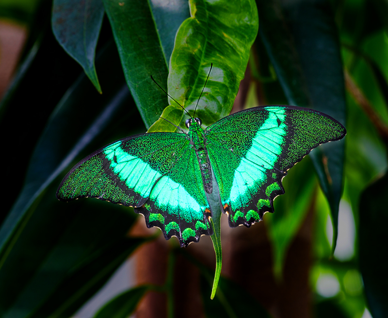 Green with envy