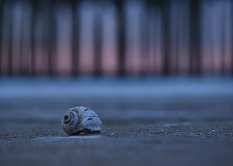 Sea Shells