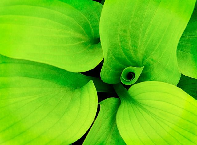 New growth
