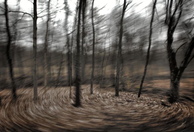 Trees In The Wood