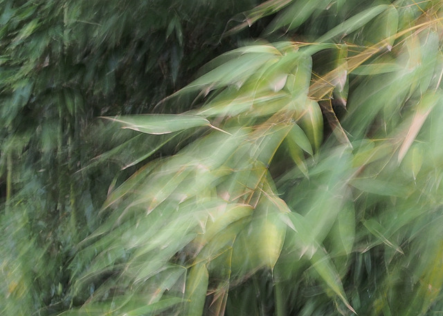 Bamboo Breeze