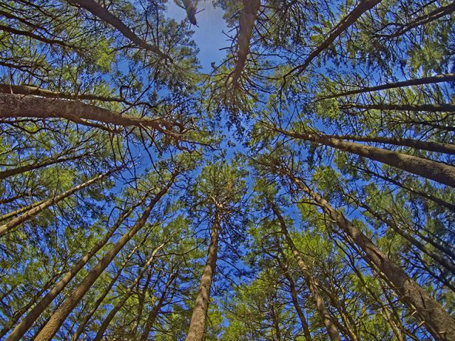Tall Pines
