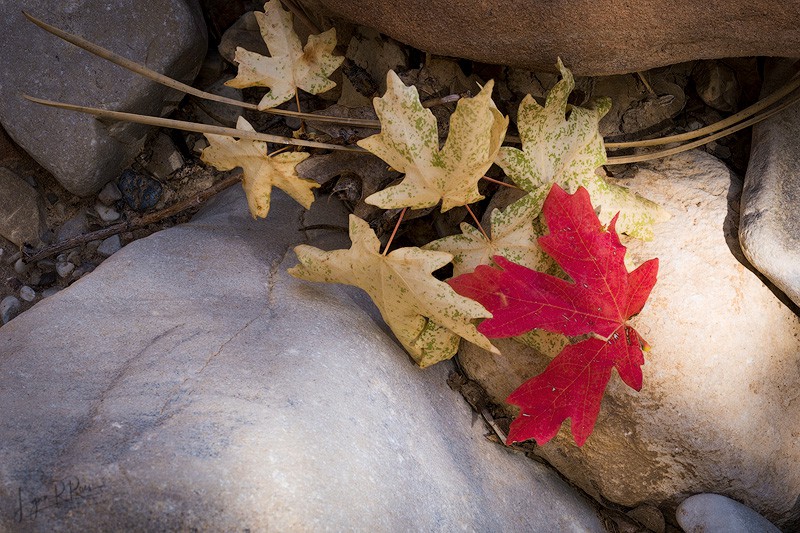 Broken new and older leaves