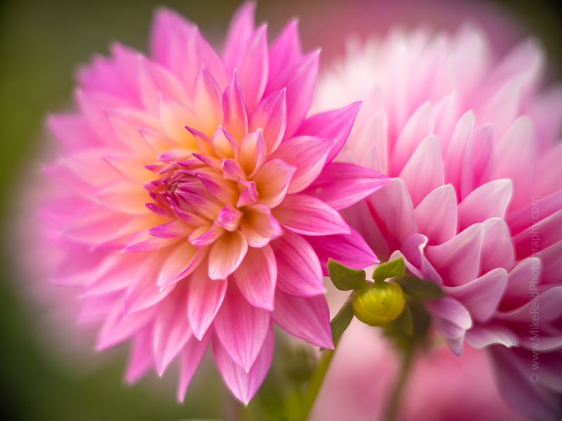 Dahlias Glow