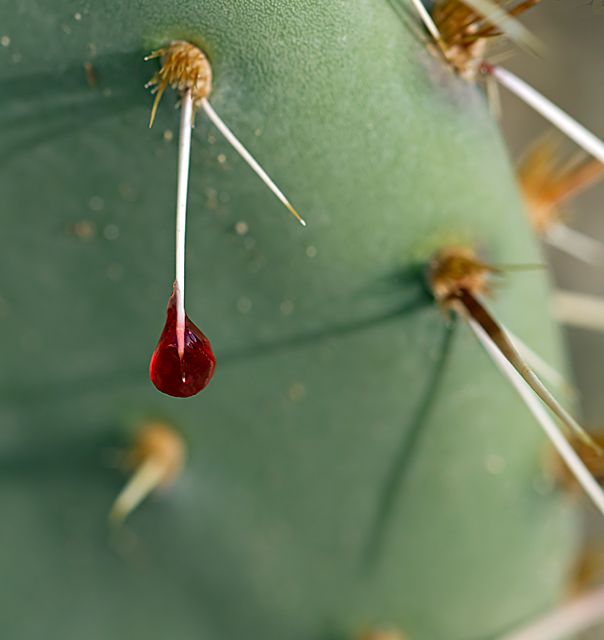 Botanical Blood Sport