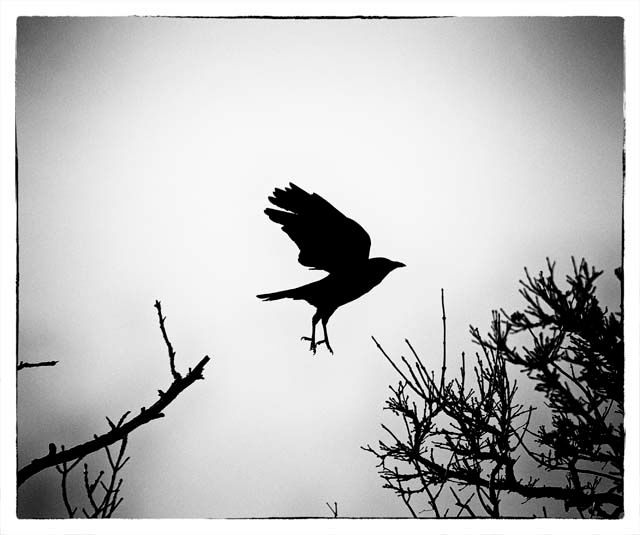black bird