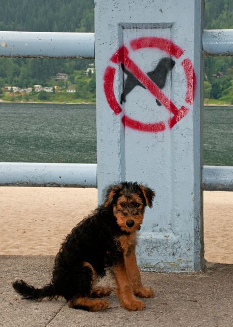 No dogs allowed