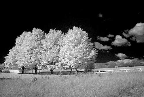 Four Trees