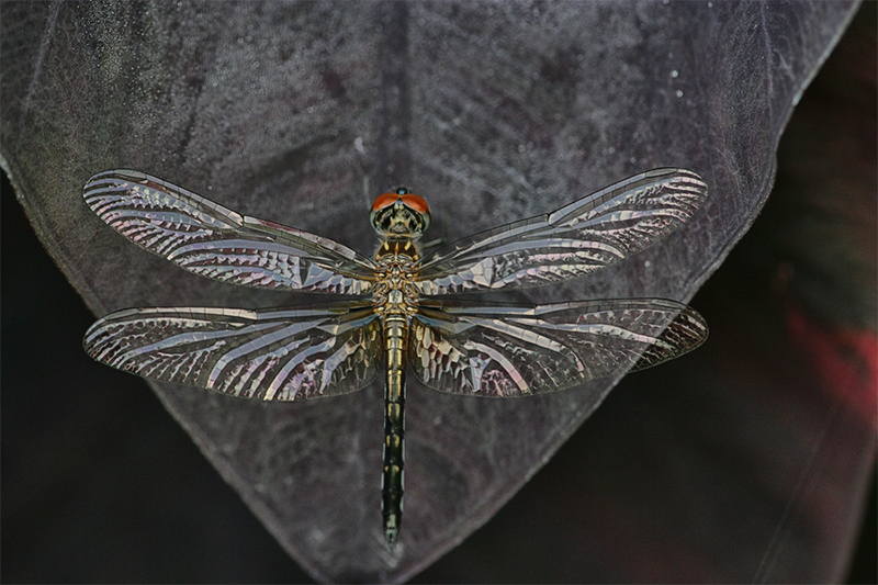 Insect World