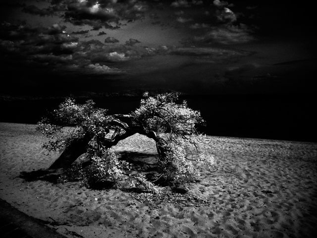 Beach & Tree