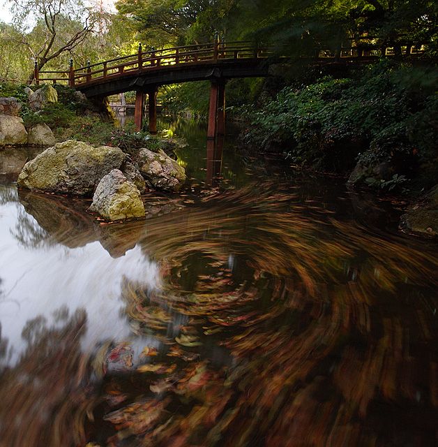 Fall Colours in Motion