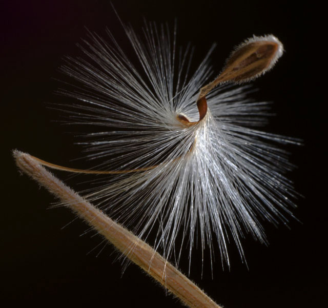 Curve of a seed