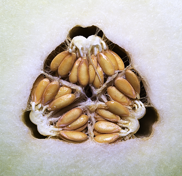 Galia Melon Seeds