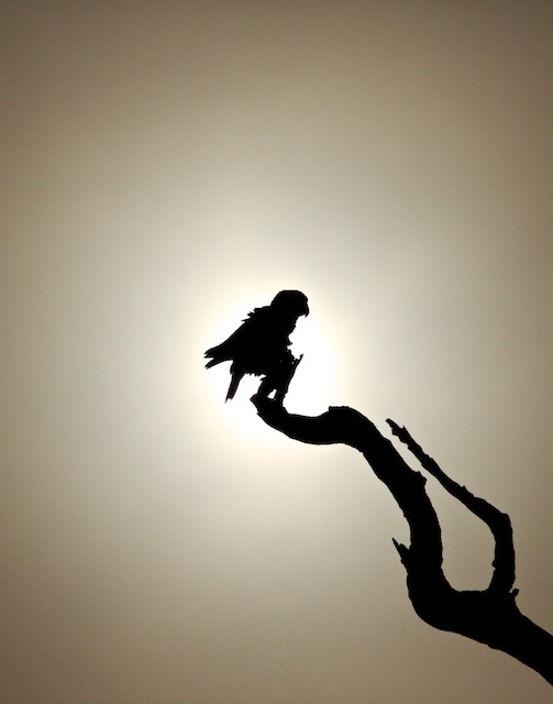 Lovebird in Namibia