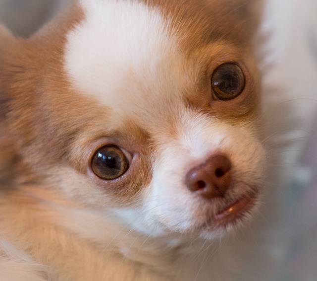 Face of an Angel