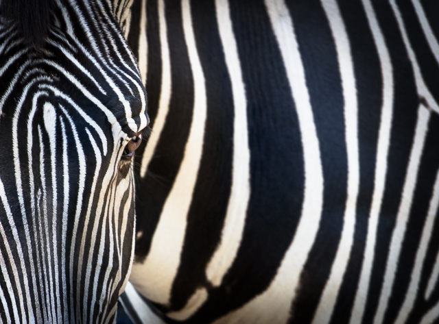 Stripes