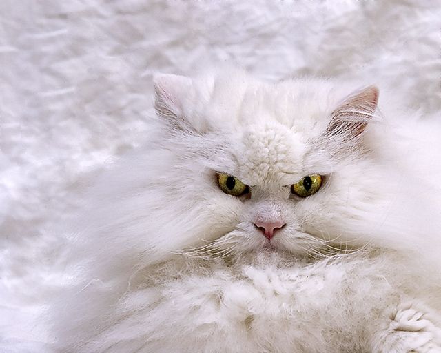 White on white
