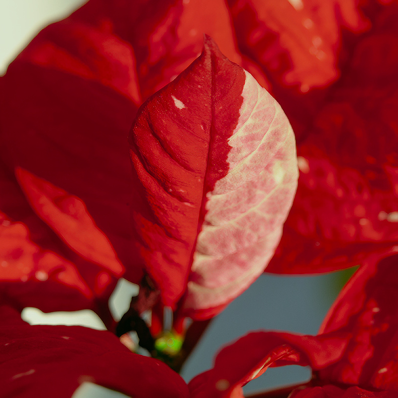 Variegated