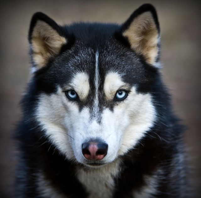 Wicked Stare