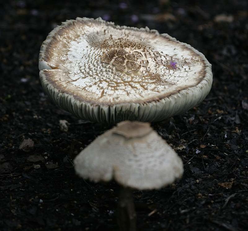 A Flowering Mushroom