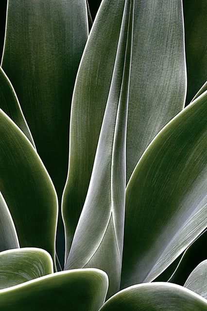 Agave