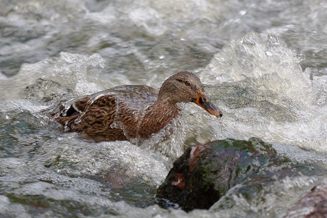 Duckuzzi