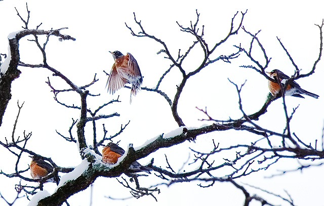 Four Cold Robins