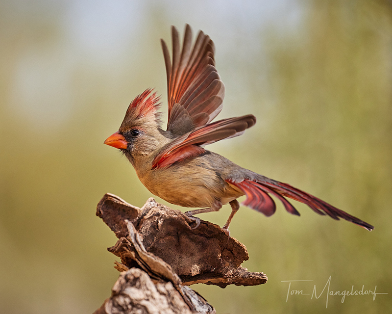 Northern Cardinal
