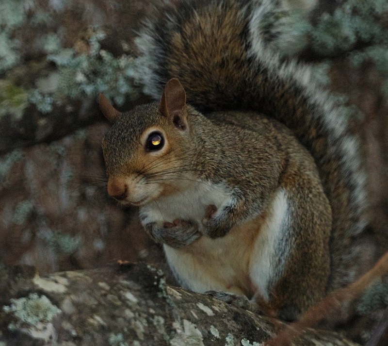 Can't live without my nuts