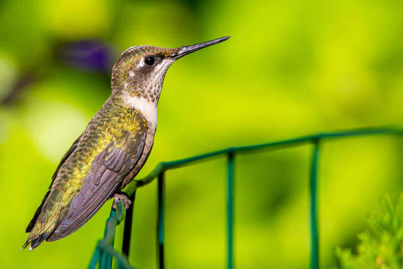 Hummingbird Resting...