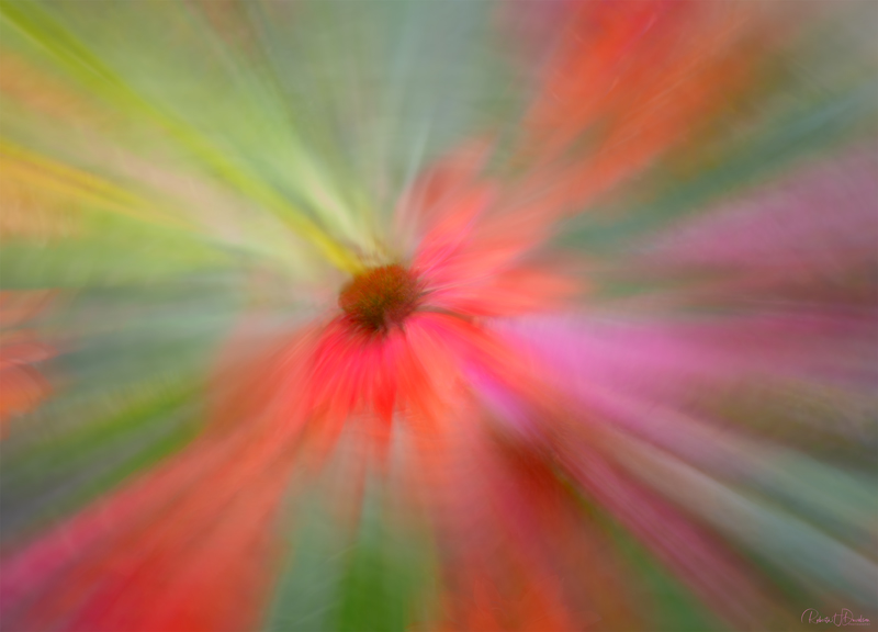 Cone Flower Zoom