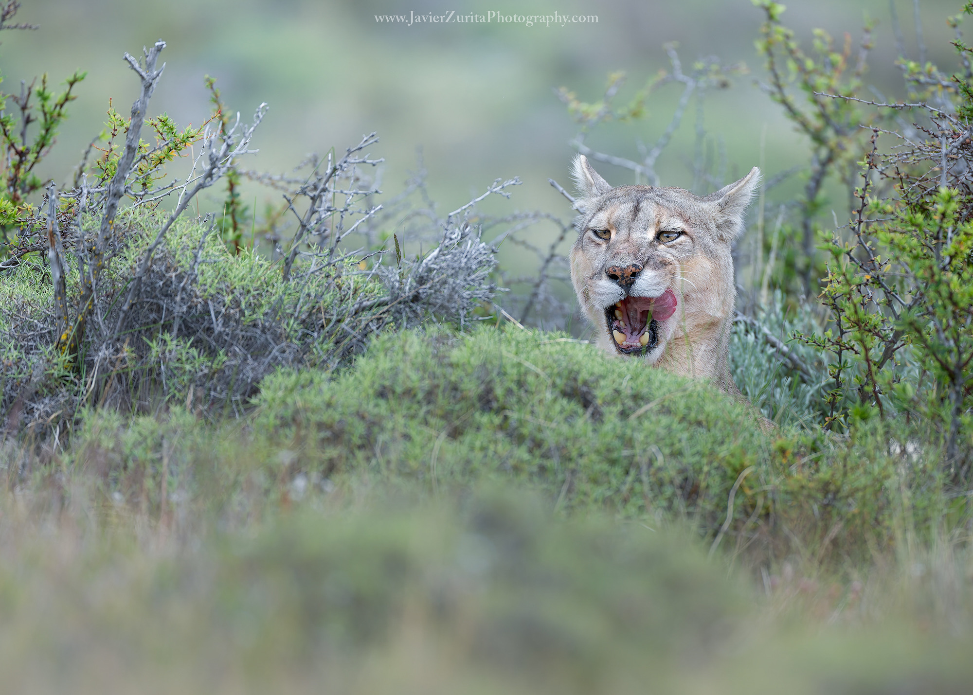 © 2026 JavierWP